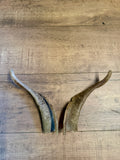 Ziegen Bock Hörner nr.1
