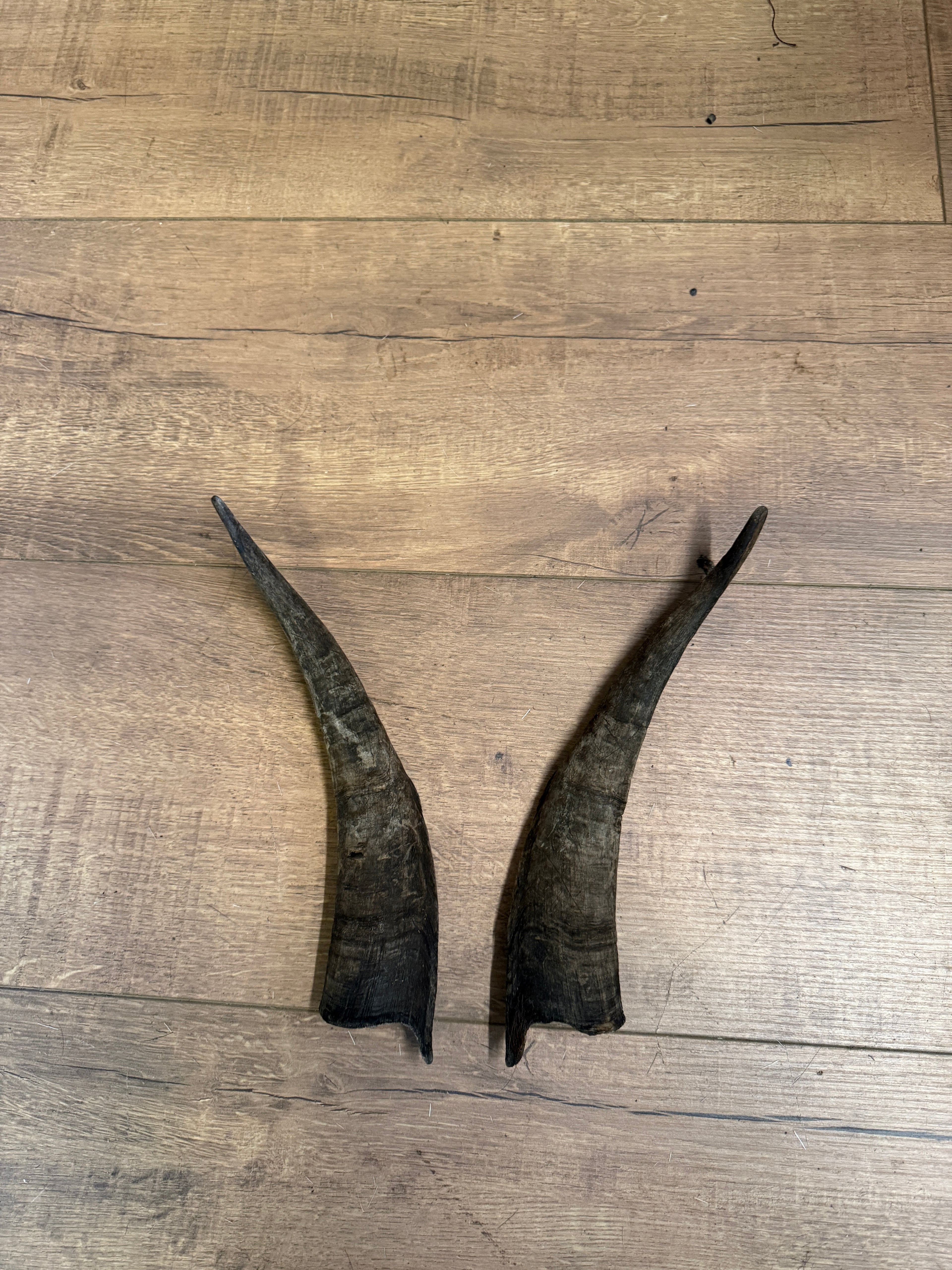 Bock Hörner nr.5